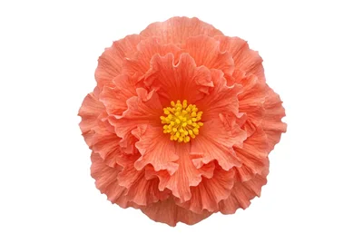 Single Peach Colored Hibiscus Flower Isolated