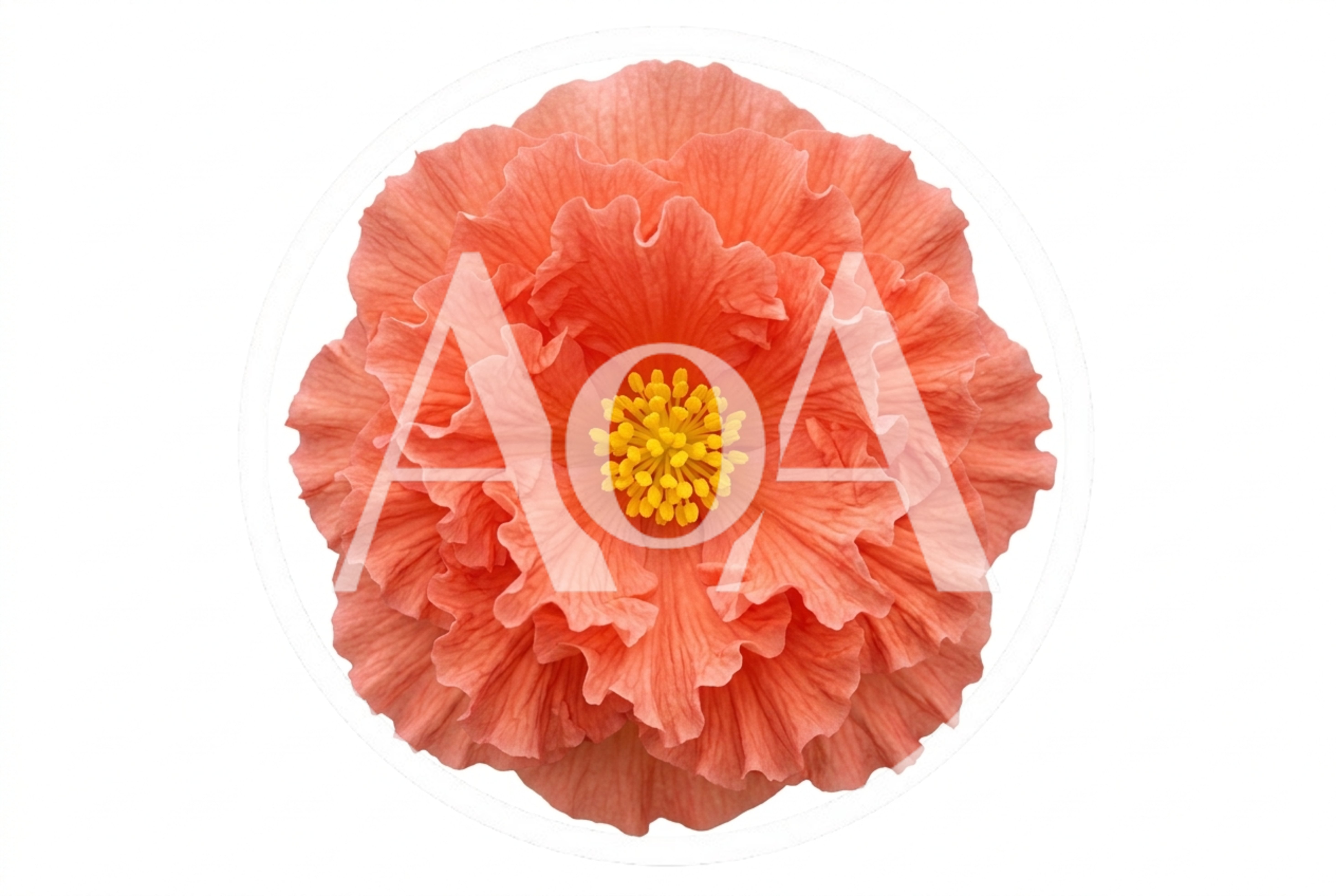 Single Peach Colored Hibiscus Flower Isolated