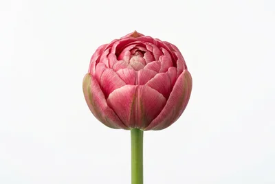 Single Pink Peony Tulip Flower Against White Background