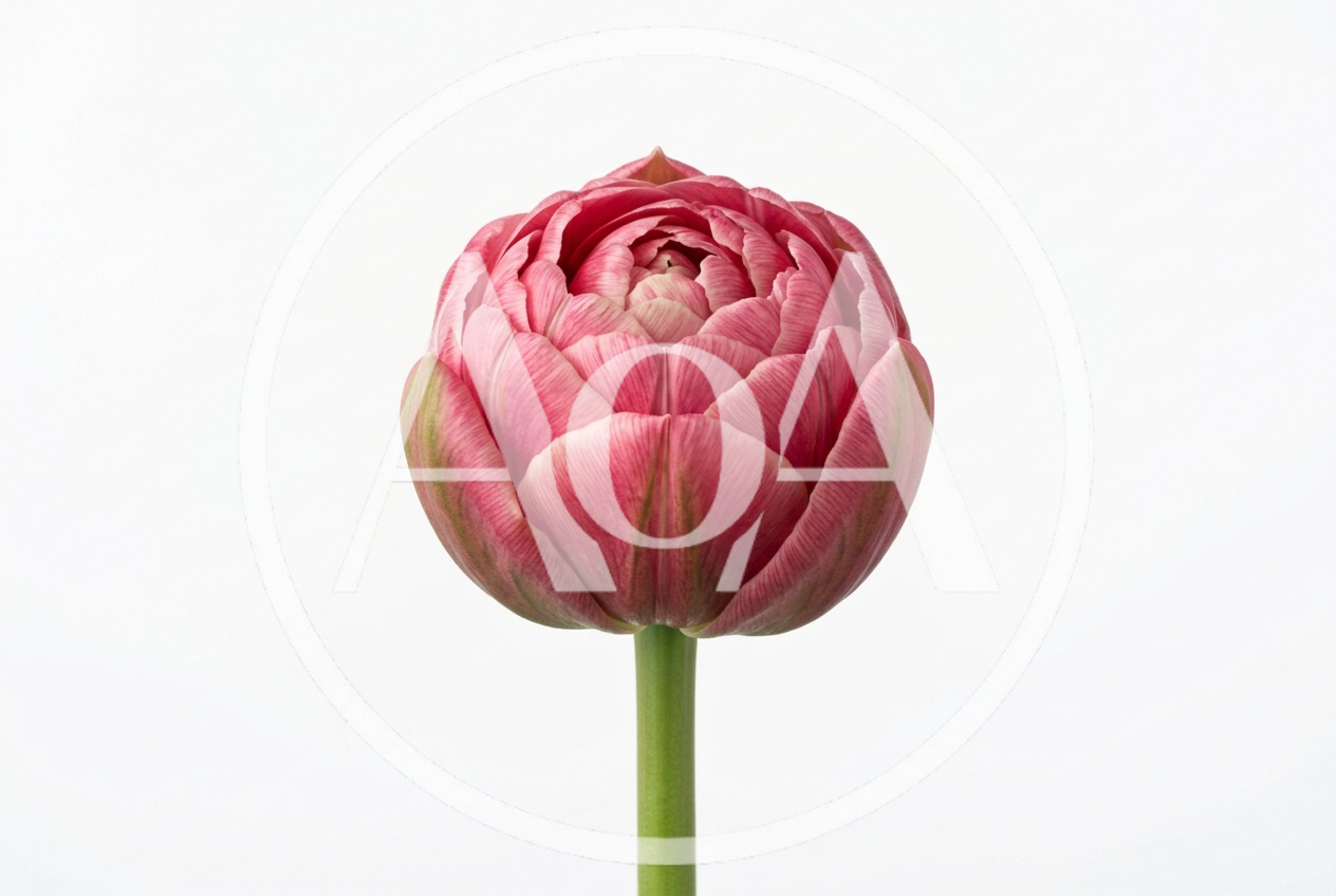 Single Pink Peony Tulip Flower Against White Background