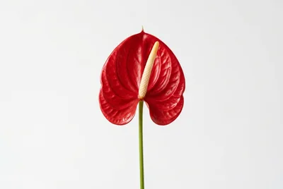 Single Red Anthurium Flower on White Background