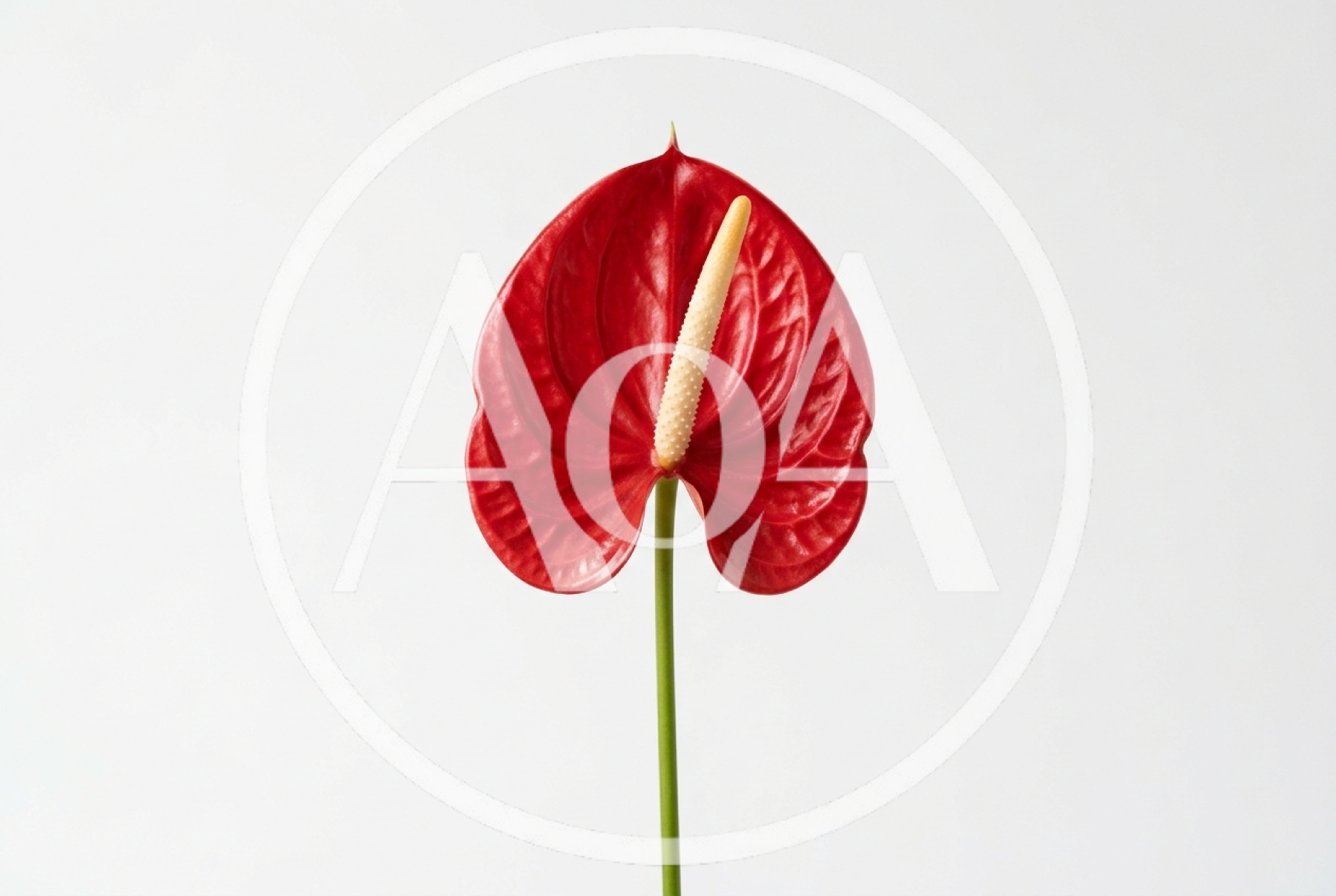 Single Red Anthurium Flower on White Background