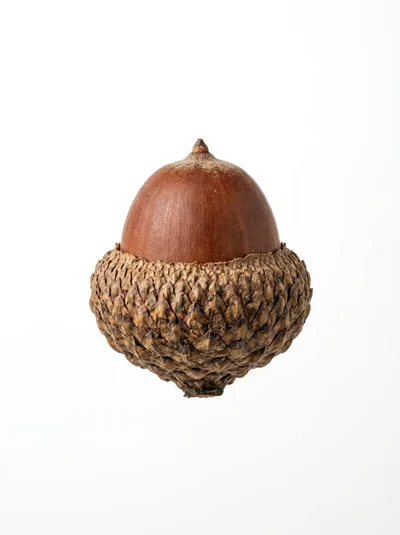 Single Brown Acorn Isolated On White Background