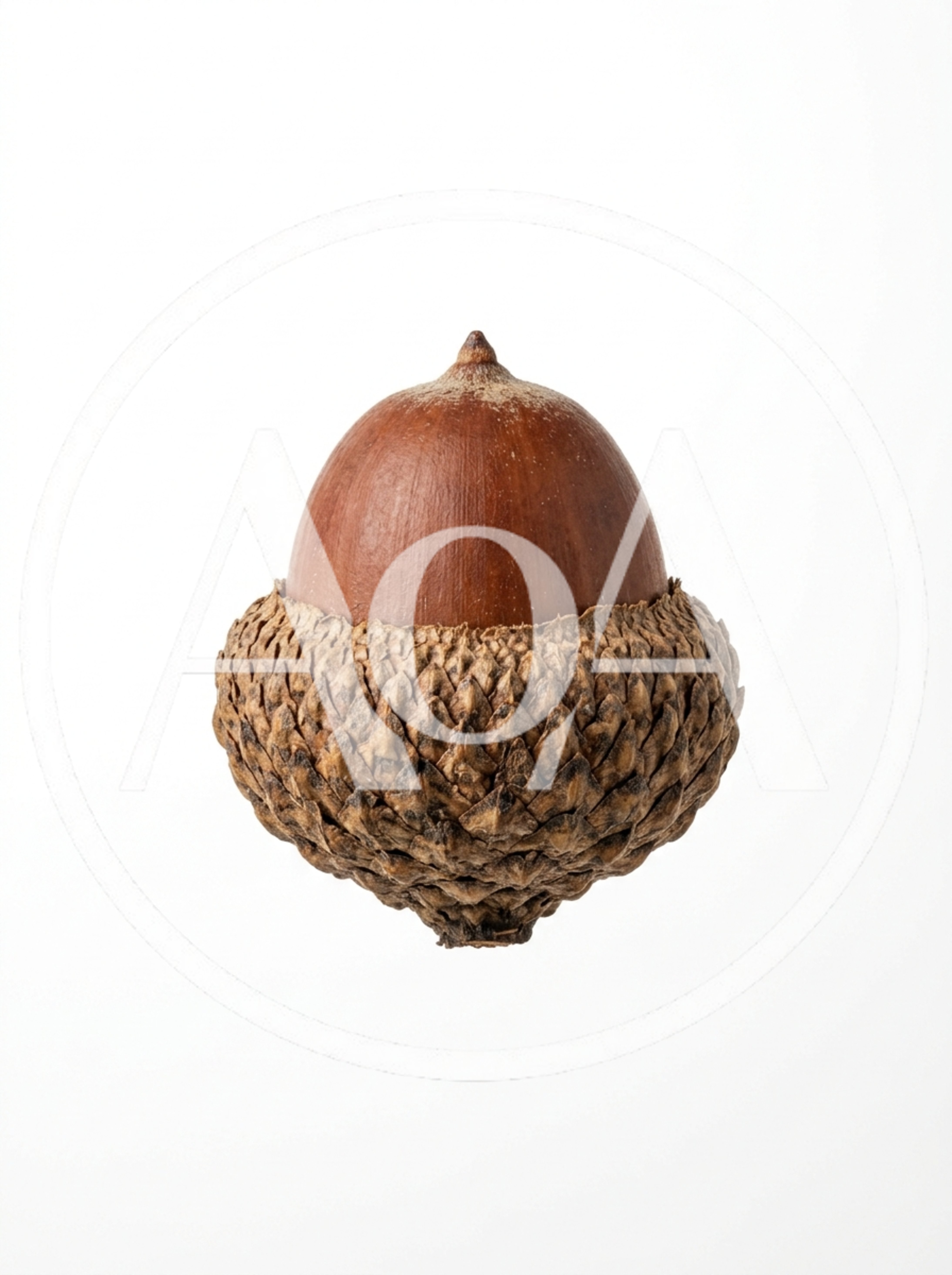 Single Brown Acorn Isolated On White Background