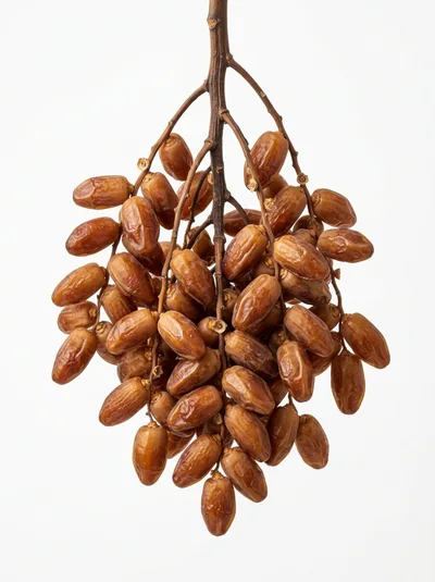 Fresh Brown Dates Hanging From A Branch
