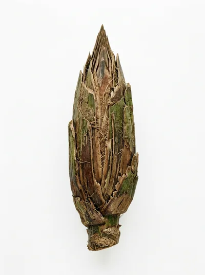 Close Up Of A Dried Palm Tree Bud