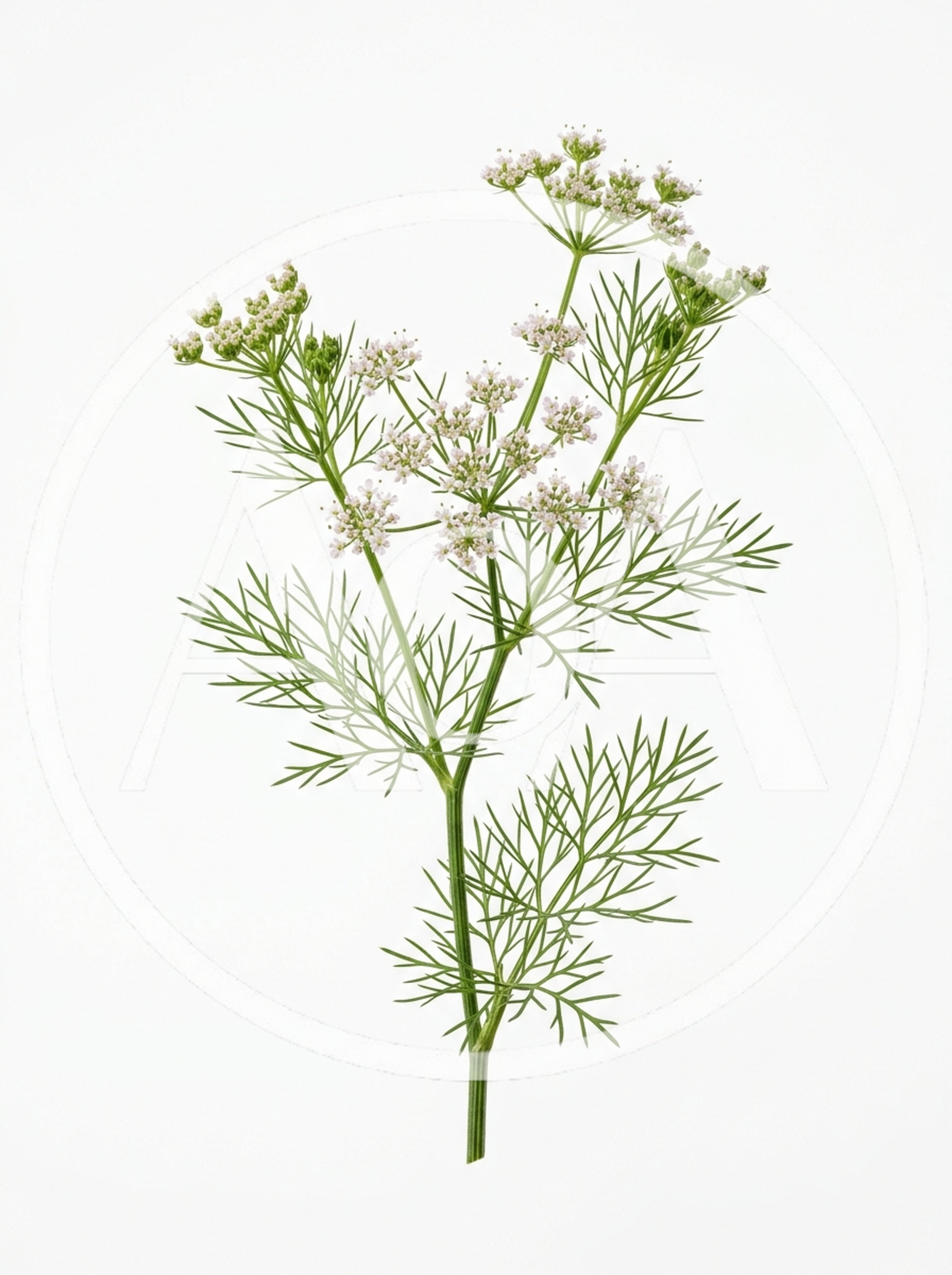 Fresh Cilantro Herb Sprig With White Flowers