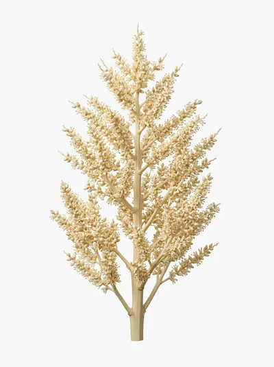 Cream Colored Palm Tree Inflorescence Isolated On White