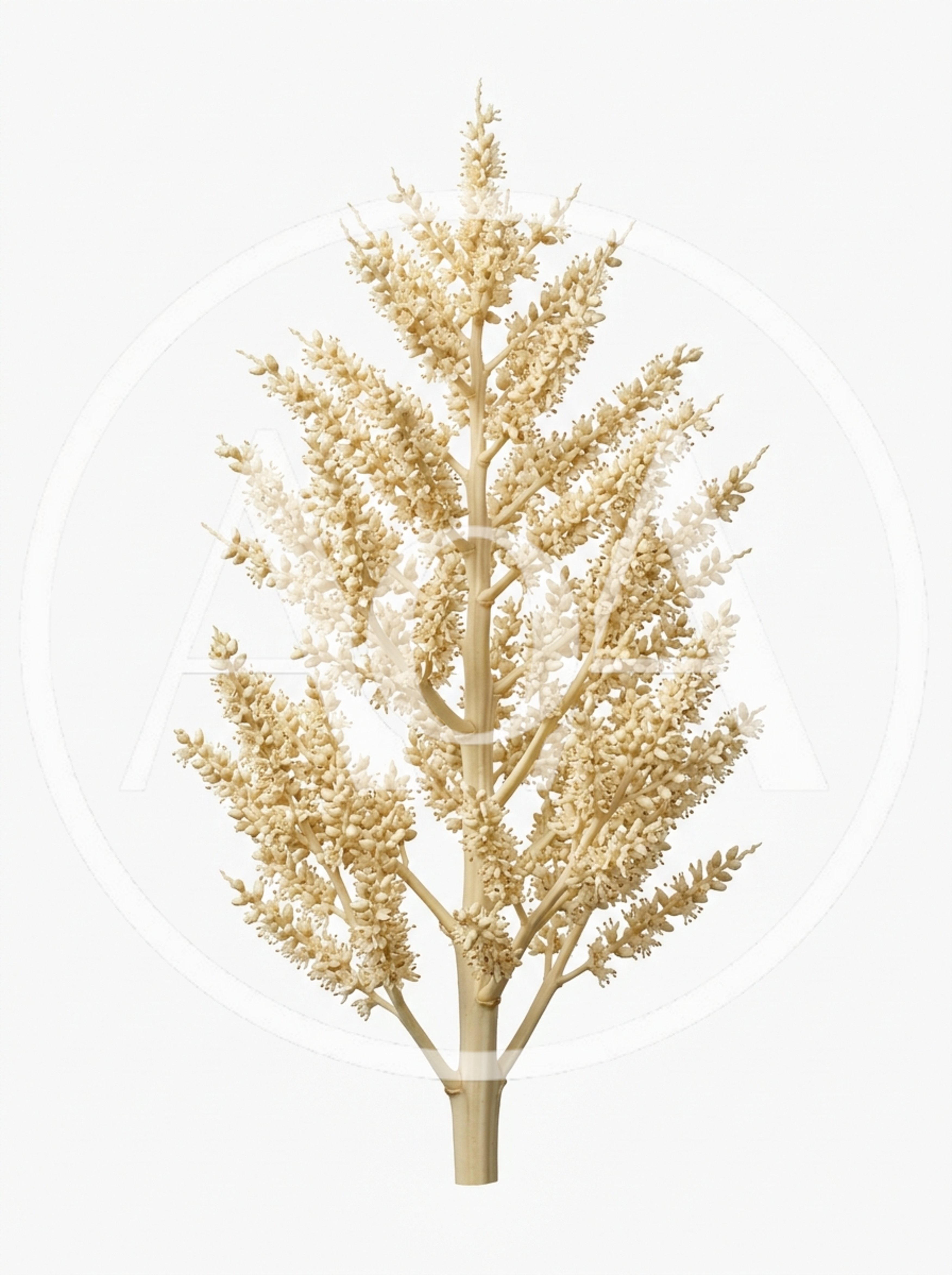 Cream Colored Palm Tree Inflorescence Isolated On White