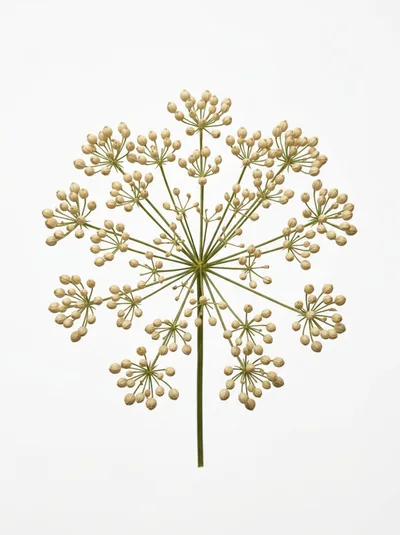 Dried Fennel Umbel Seed Head Isolated