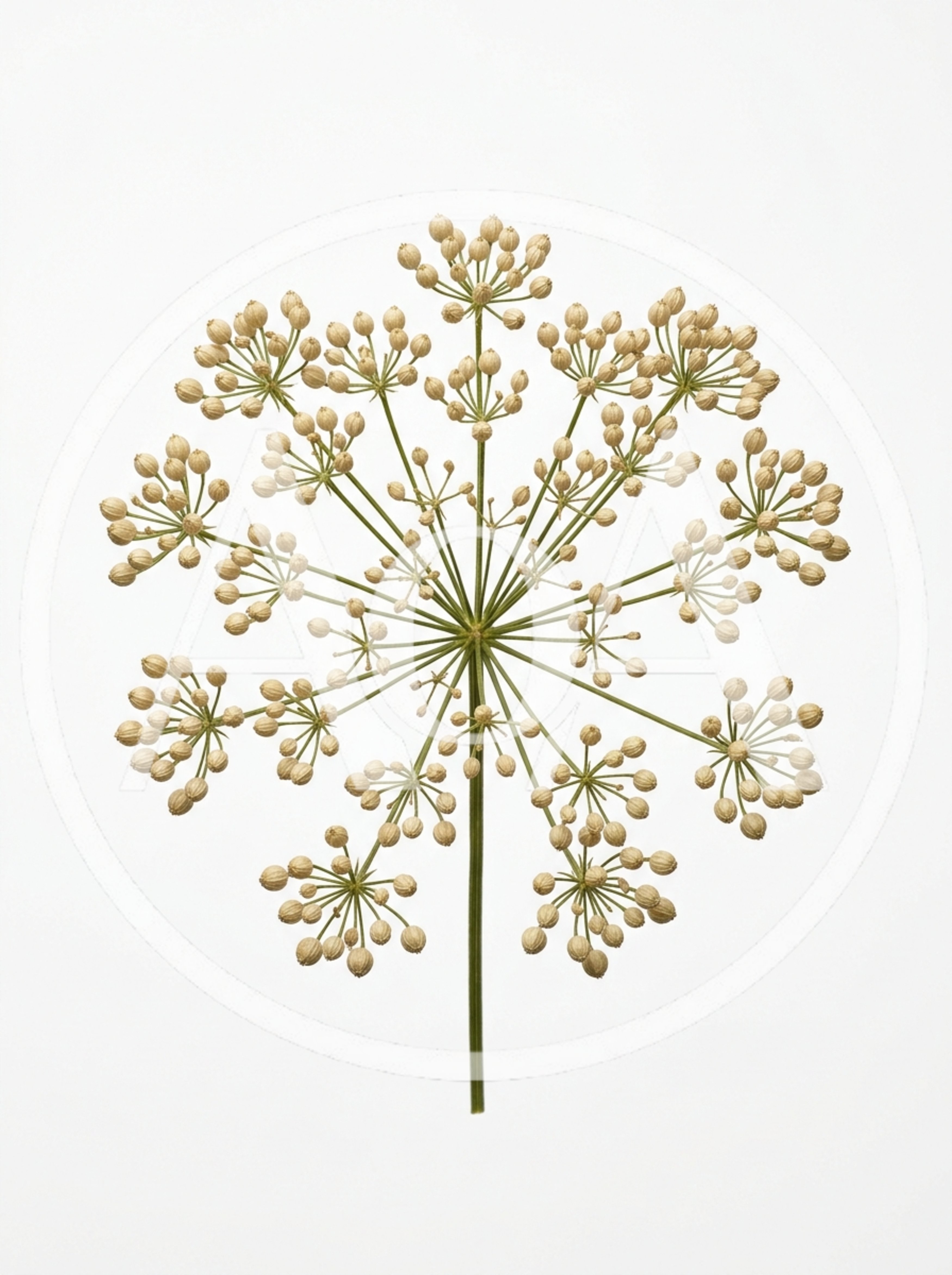 Dried Fennel Umbel Seed Head Isolated