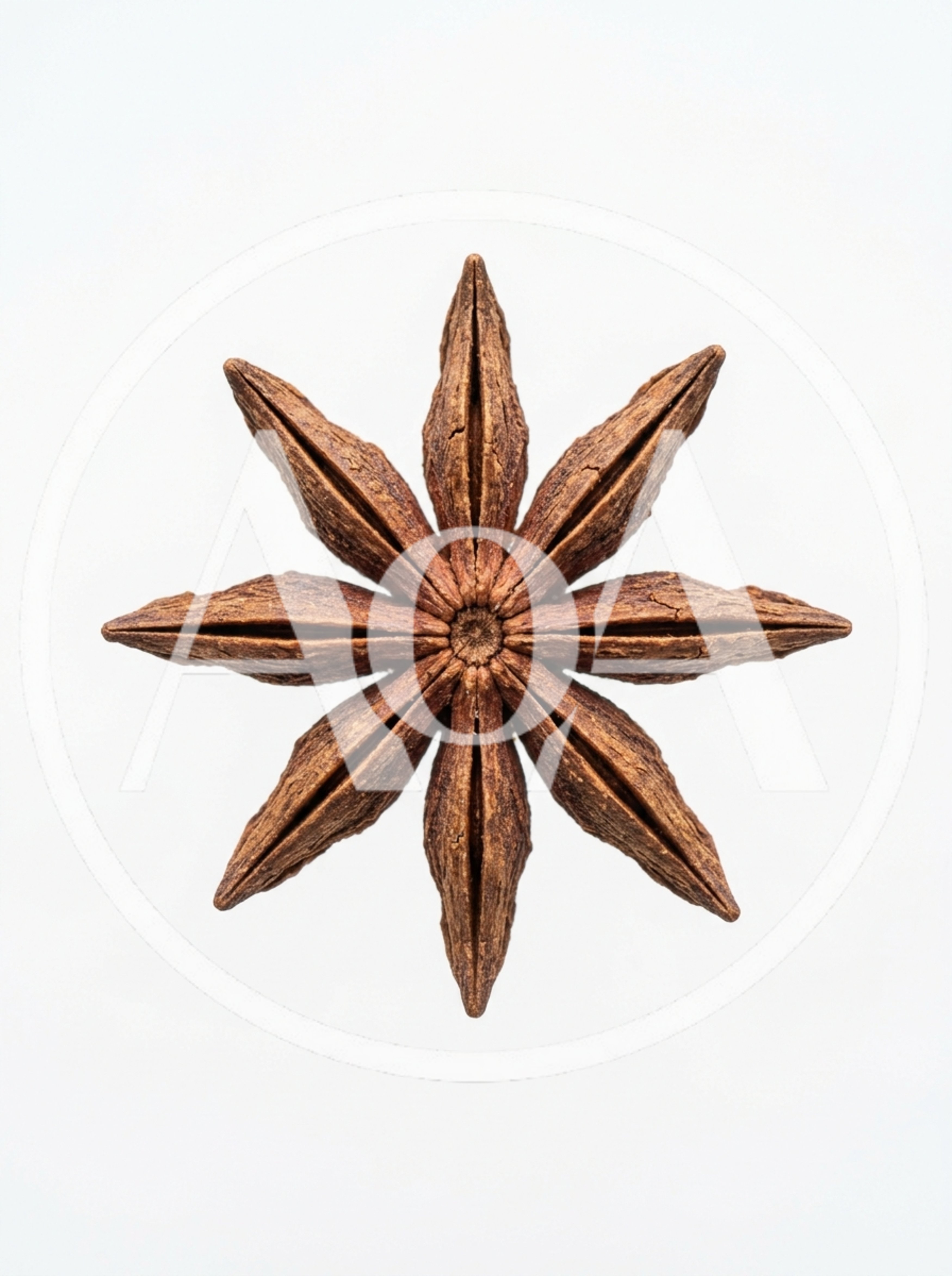 Single Star Anise Spice Pod Isolated On White