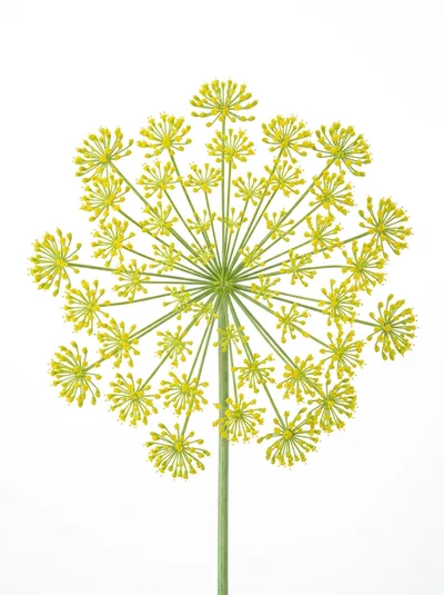 Dill Flower Umbel Isolated On White Background