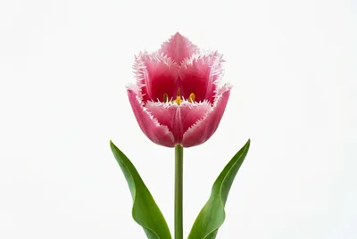 Single Fringed Pink Tulip Flower Isolated On White