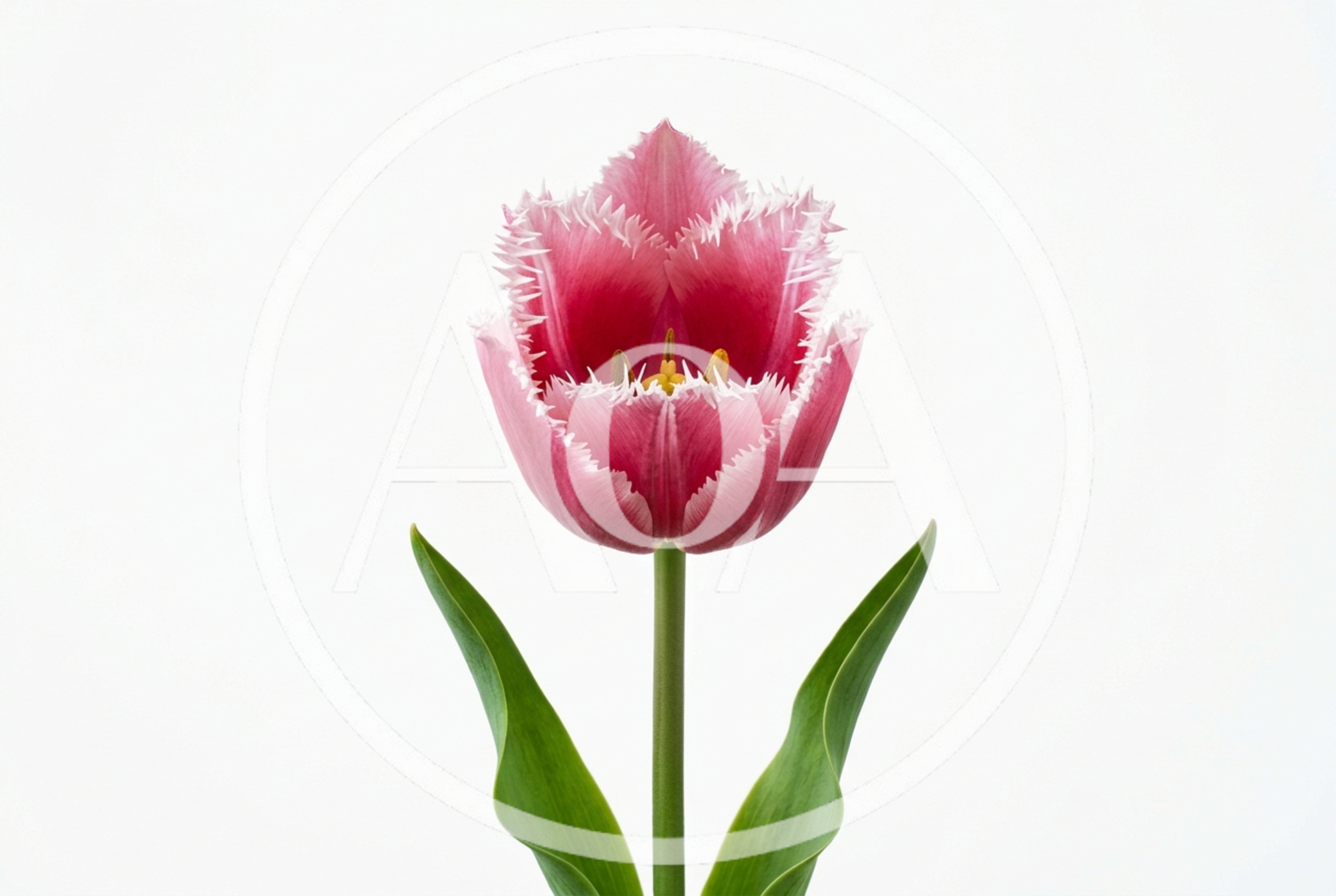 Single Fringed Pink Tulip Flower Isolated On White