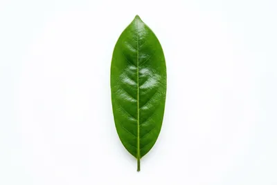 Single Glossy Green Leaf Isolated On White Background