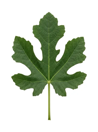 Single Green Fig Leaf Isolated On White Background