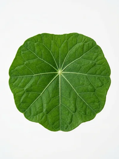 Single Green Nasturtium Leaf Isolated On White Background
