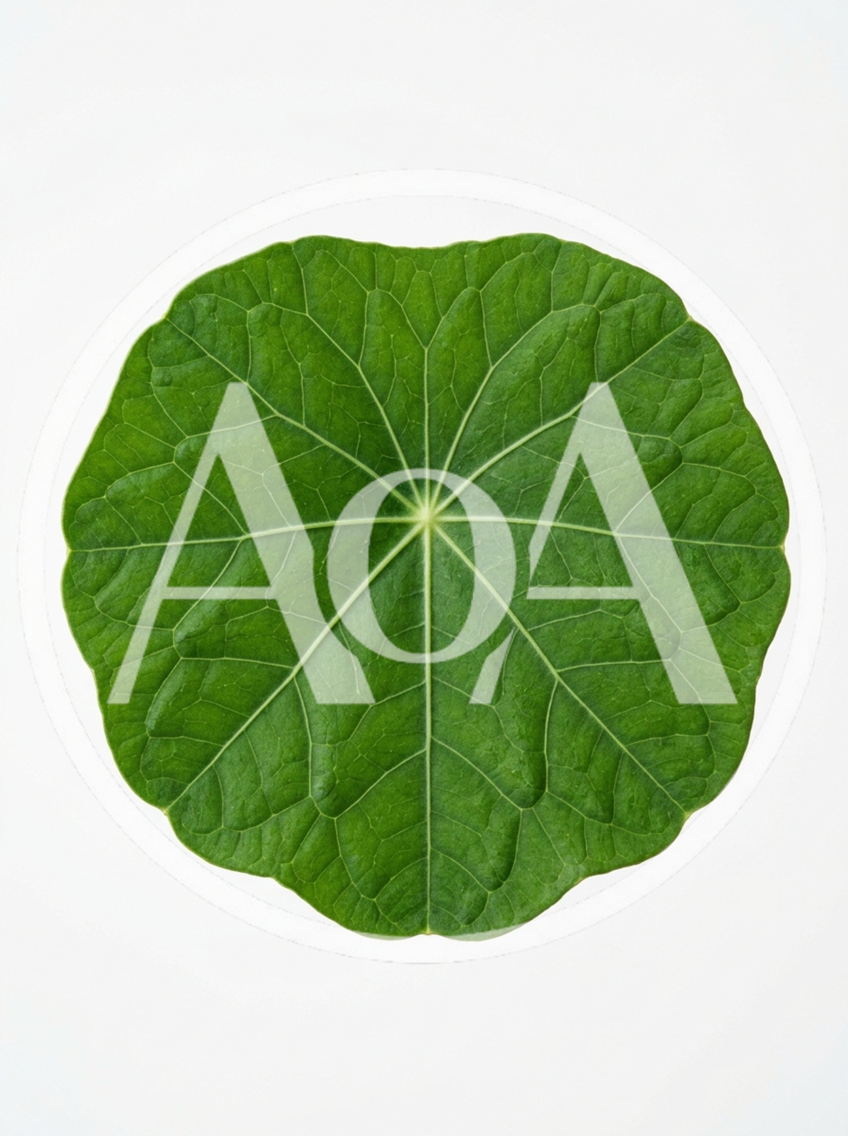 Single Green Nasturtium Leaf Isolated On White Background