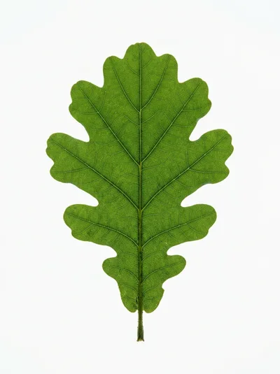 Single Green Oak Leaf Isolated On White Background