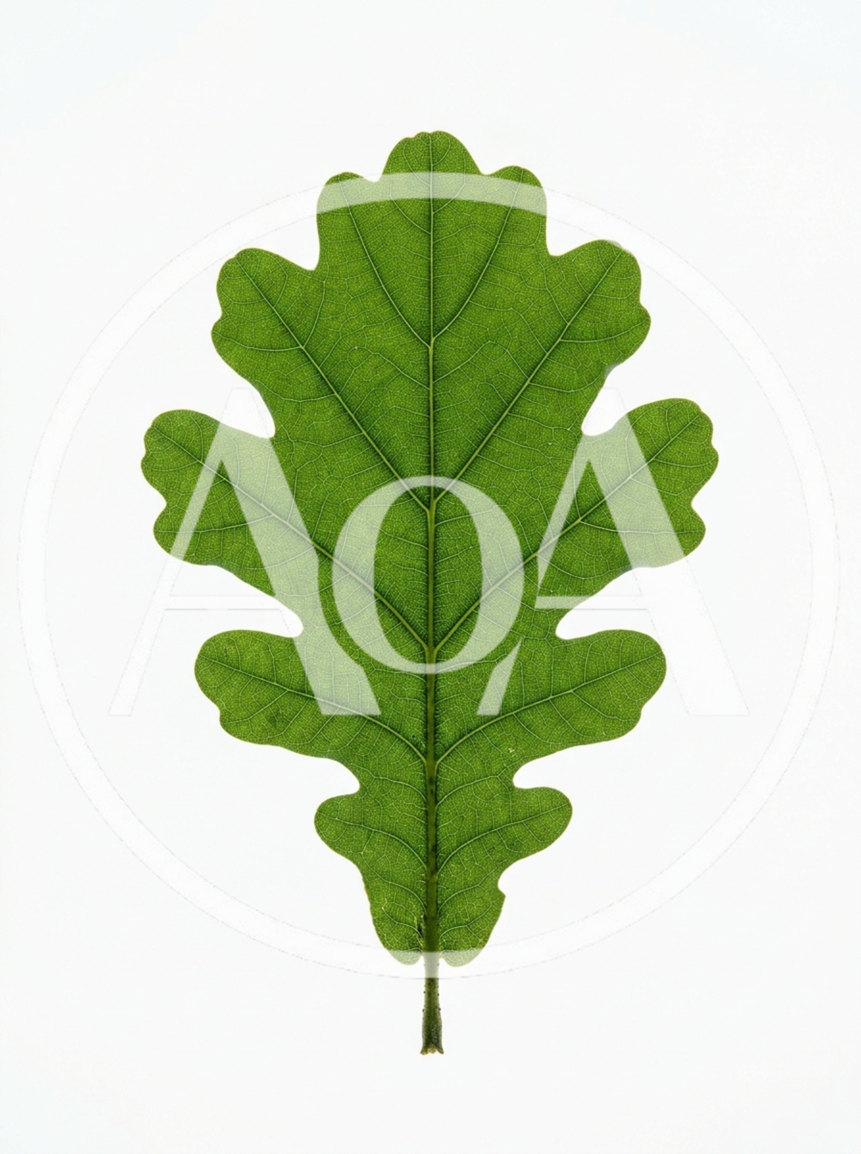Single Green Oak Leaf Isolated On White Background