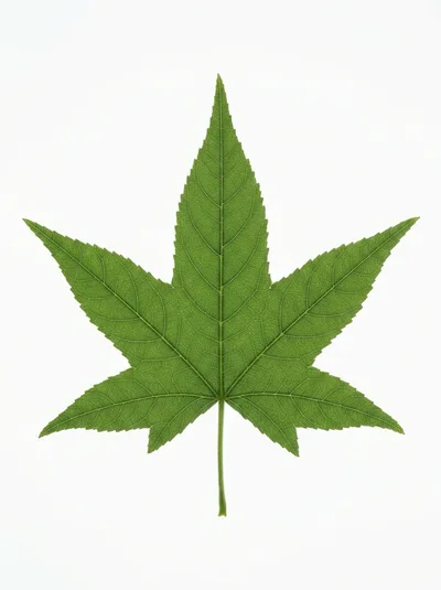 Single Green Sweetgum Leaf Isolated On White Background
