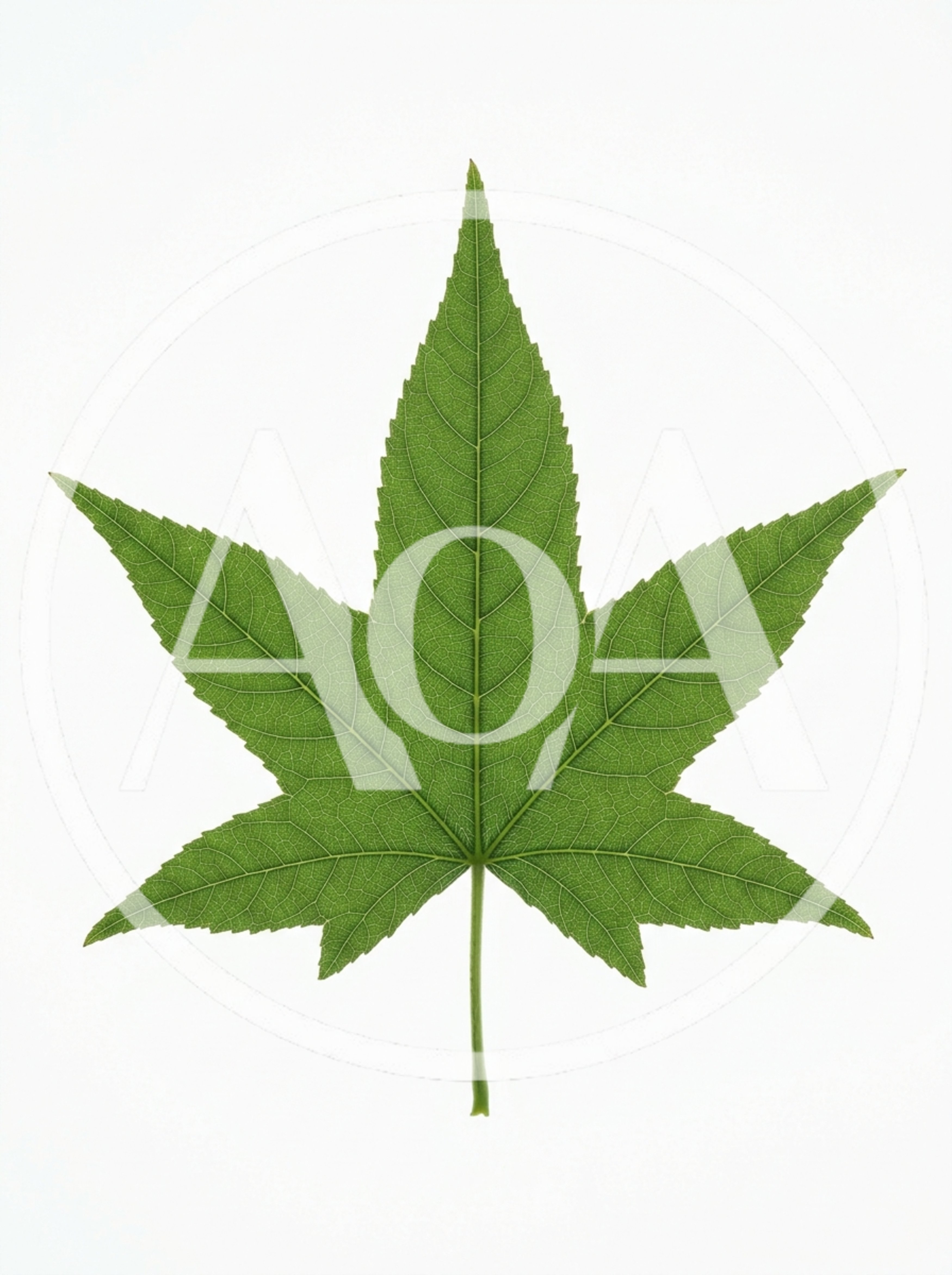 Single Green Sweetgum Leaf Isolated On White Background