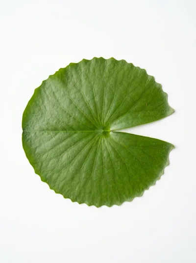 Single Green Lily Pad Leaf Isolated On White Background
