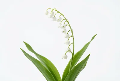 Lily of the Valley Flowers on White Background