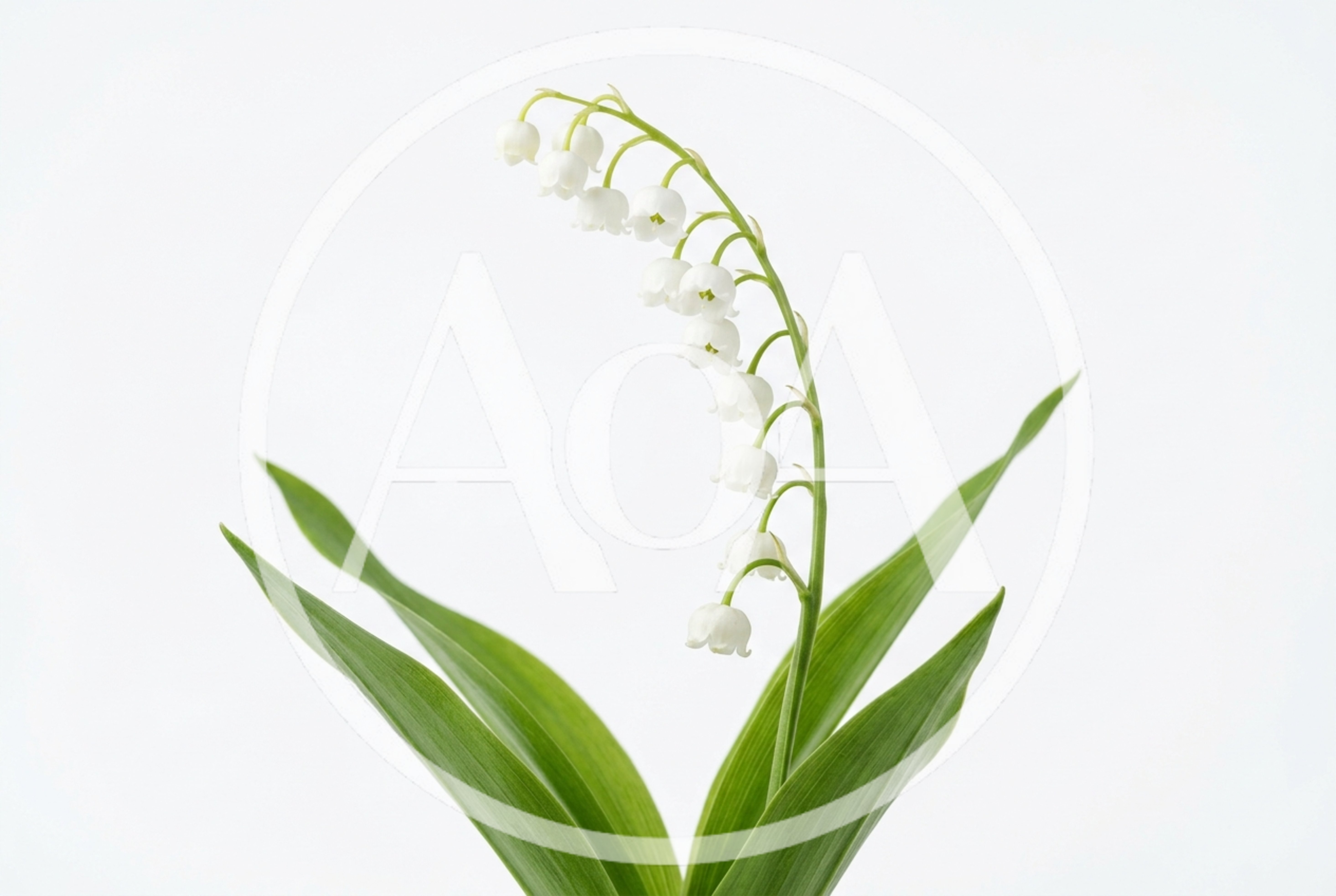 Lily of the Valley Flowers on White Background