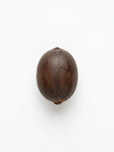 Single Whole Pecan Nut Isolated On White Background