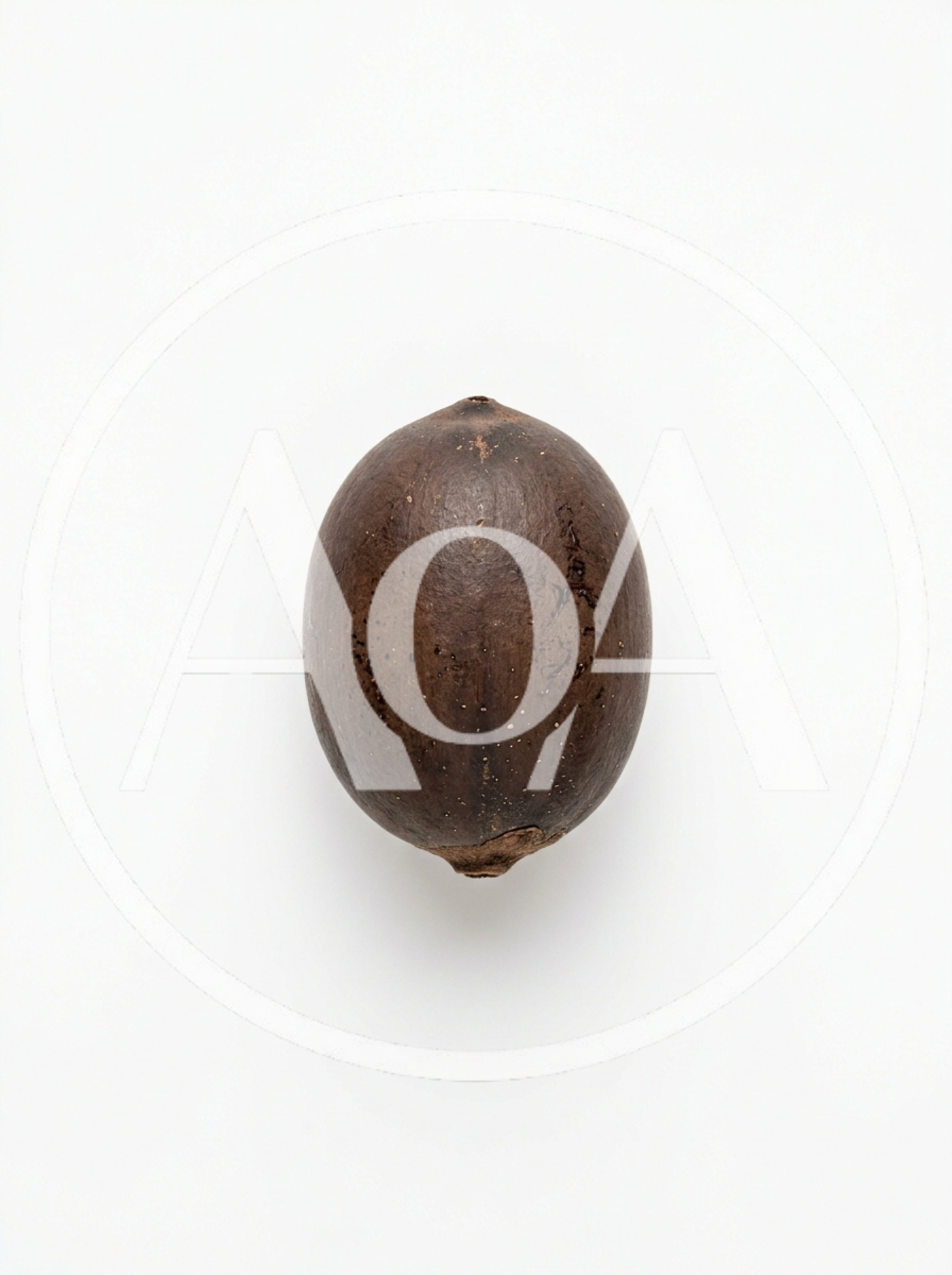 Single Whole Pecan Nut Isolated On White Background
