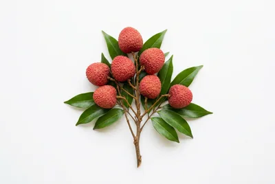 Fresh Lychee Fruit Cluster With Green Leaves