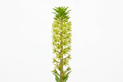 Eucomis Pole-Evansii Pineapple Lily Flower Spike