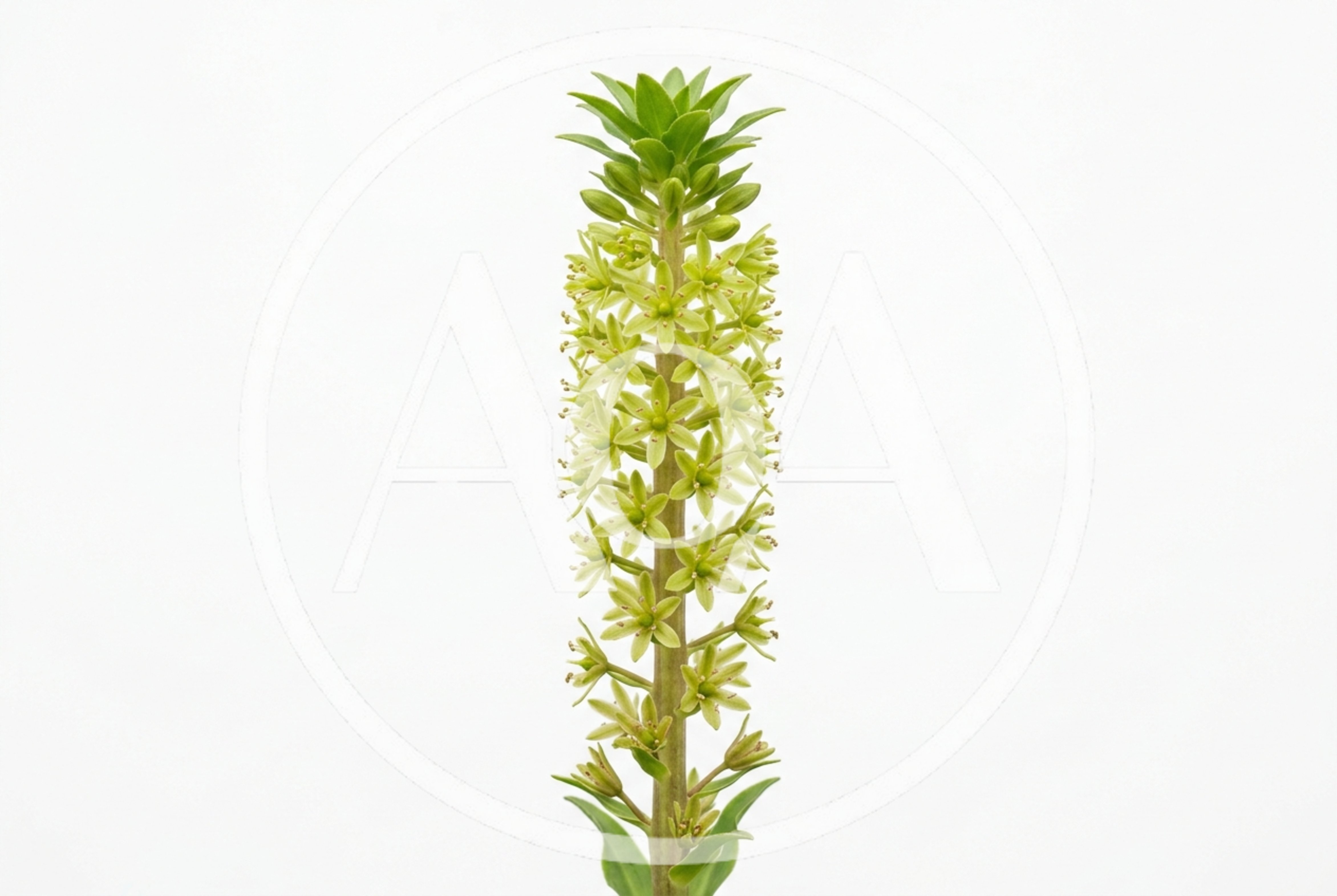 Eucomis Pole-Evansii Pineapple Lily Flower Spike