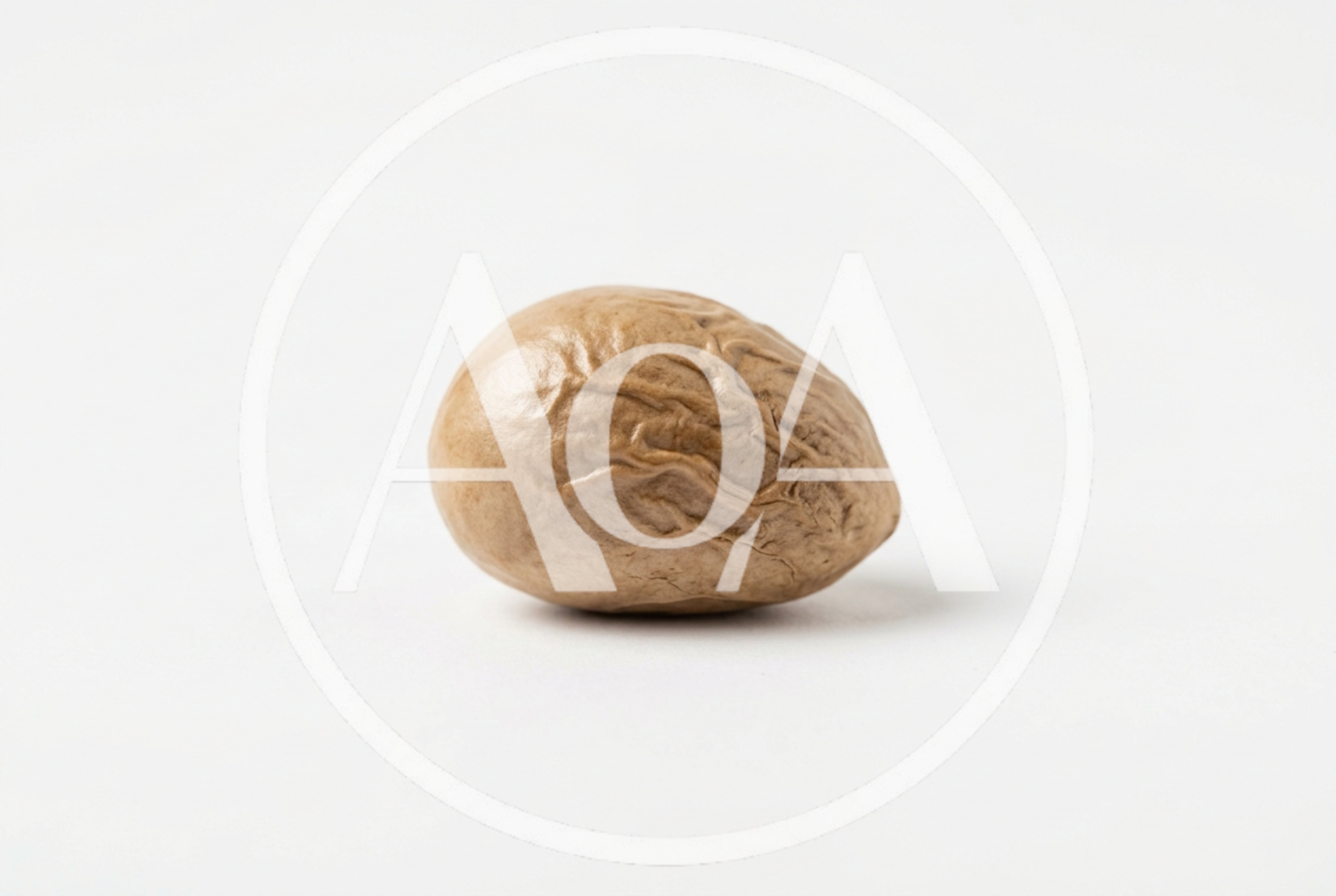 Single Whole Nutmeg Seed Isolated On White Background