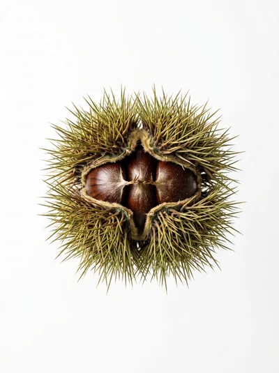 Fresh Chestnut Inside Spiky Green Bur