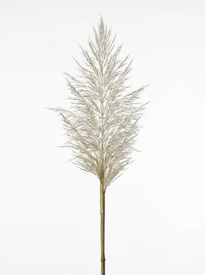 Single Dried Pampas Grass Stem