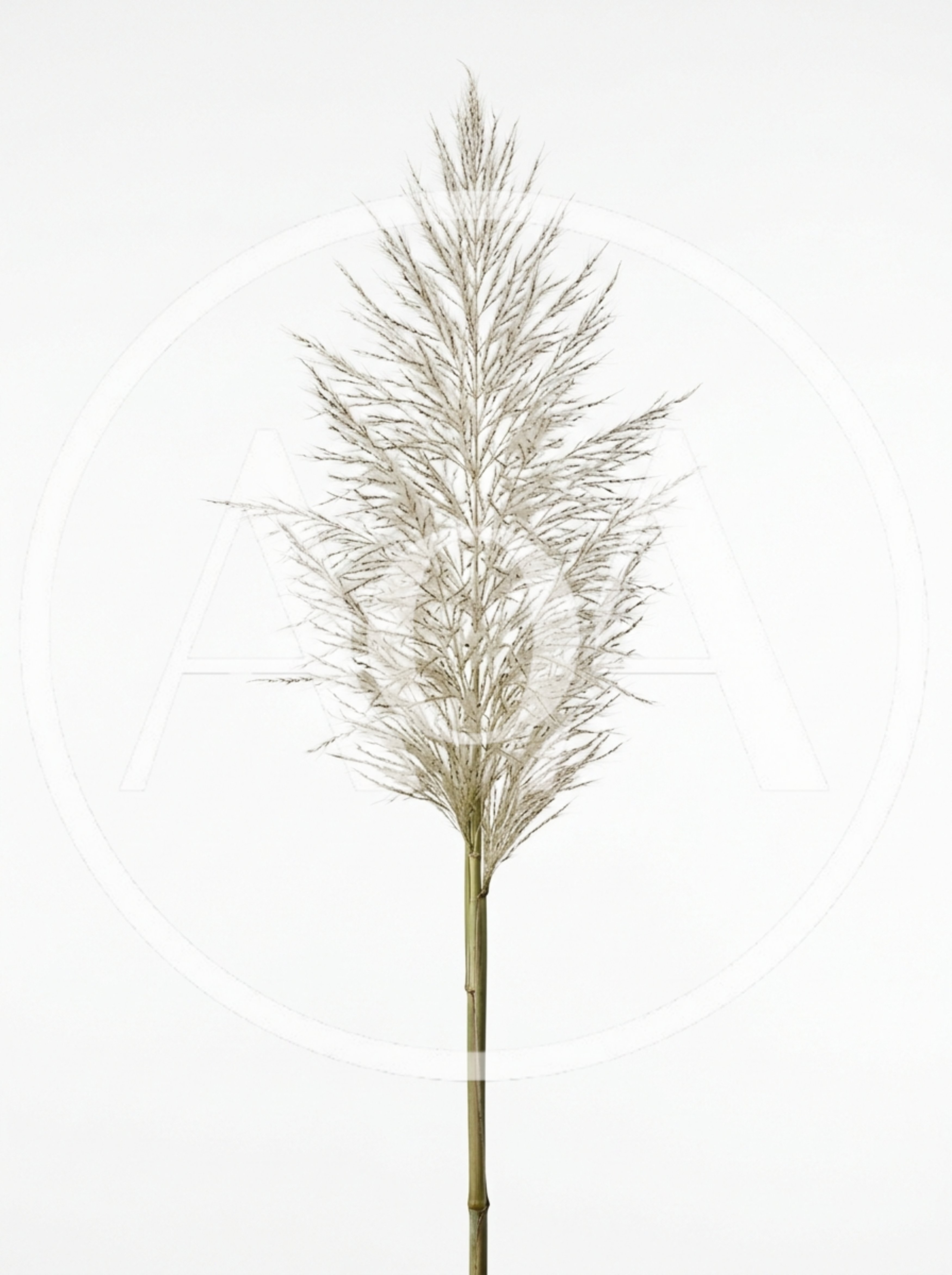 Single Dried Pampas Grass Stem