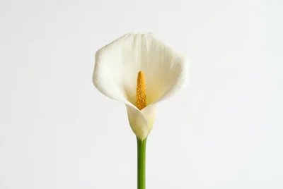 Single White Calla Lily Flower Against Plain Background