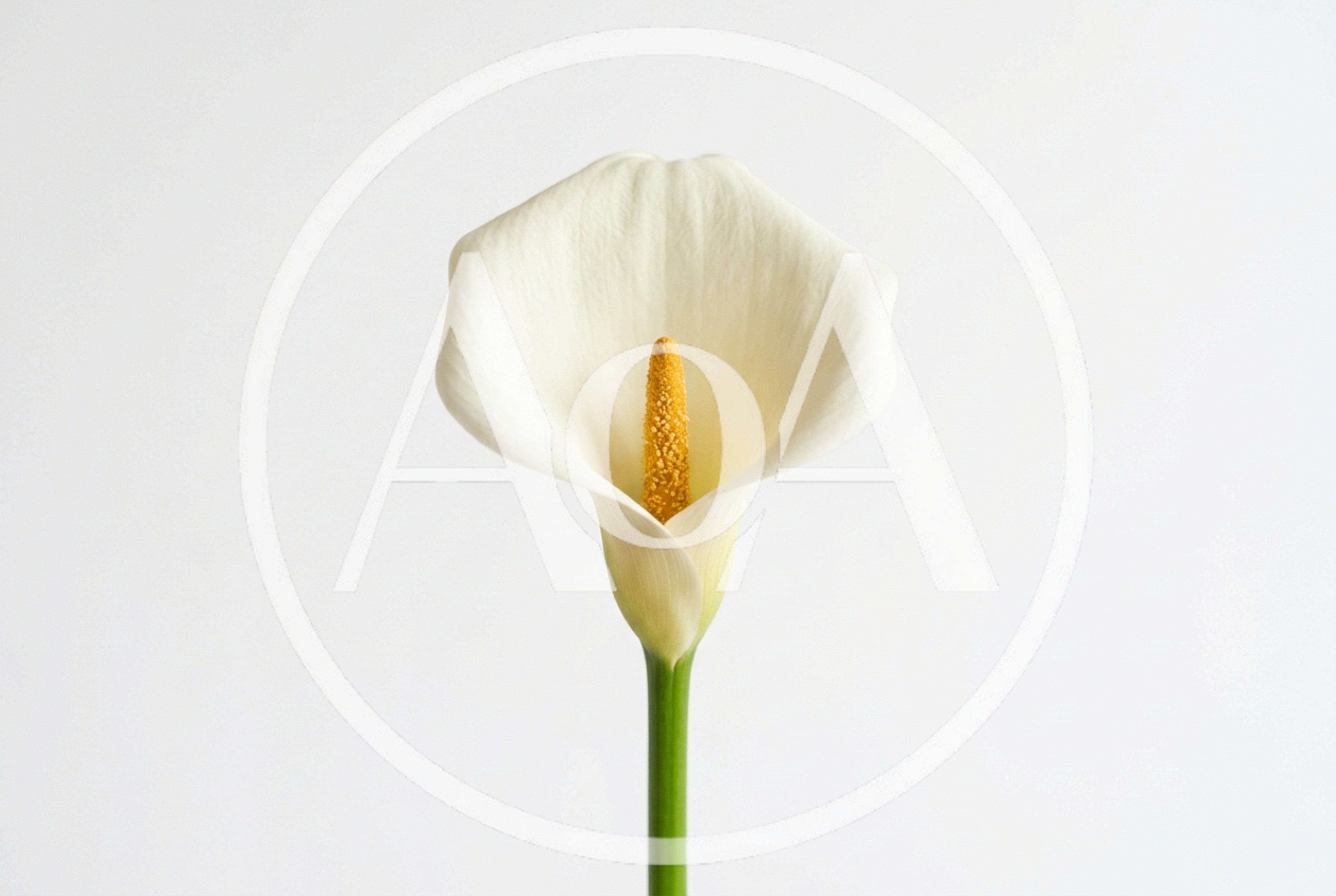 Single White Calla Lily Flower Against Plain Background