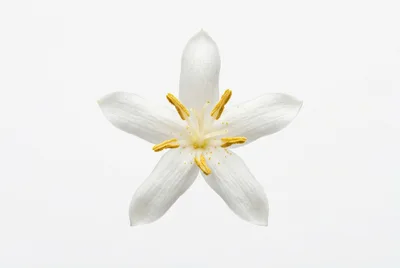 Single White Star Shaped Flower Isolated On White Background