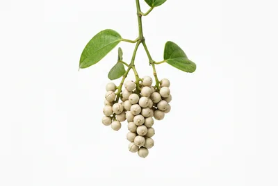 Bunch Of White Pepper Berries On Vine