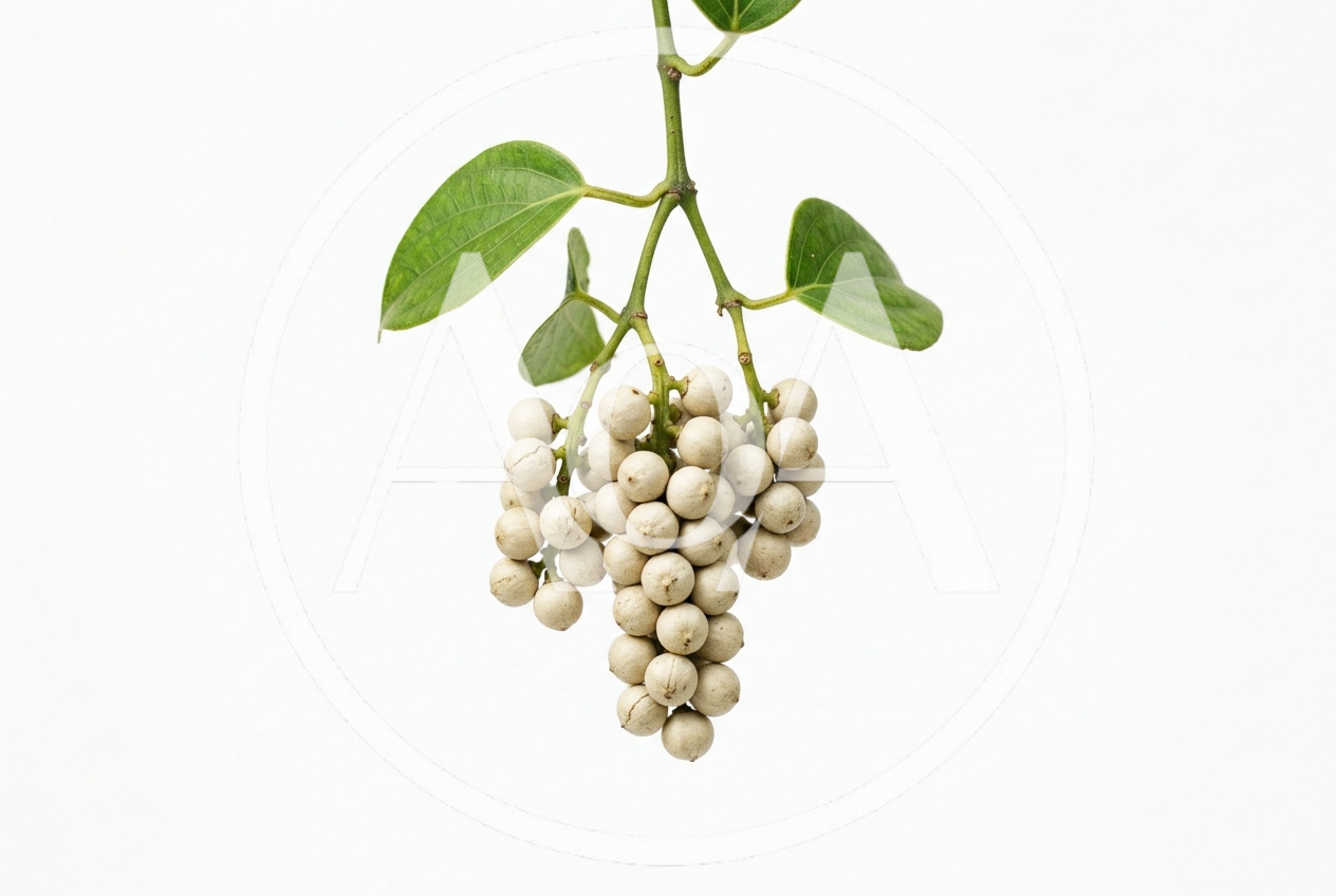Bunch Of White Pepper Berries On Vine