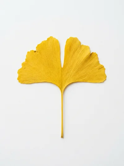 Single Yellow Ginkgo Biloba Leaf