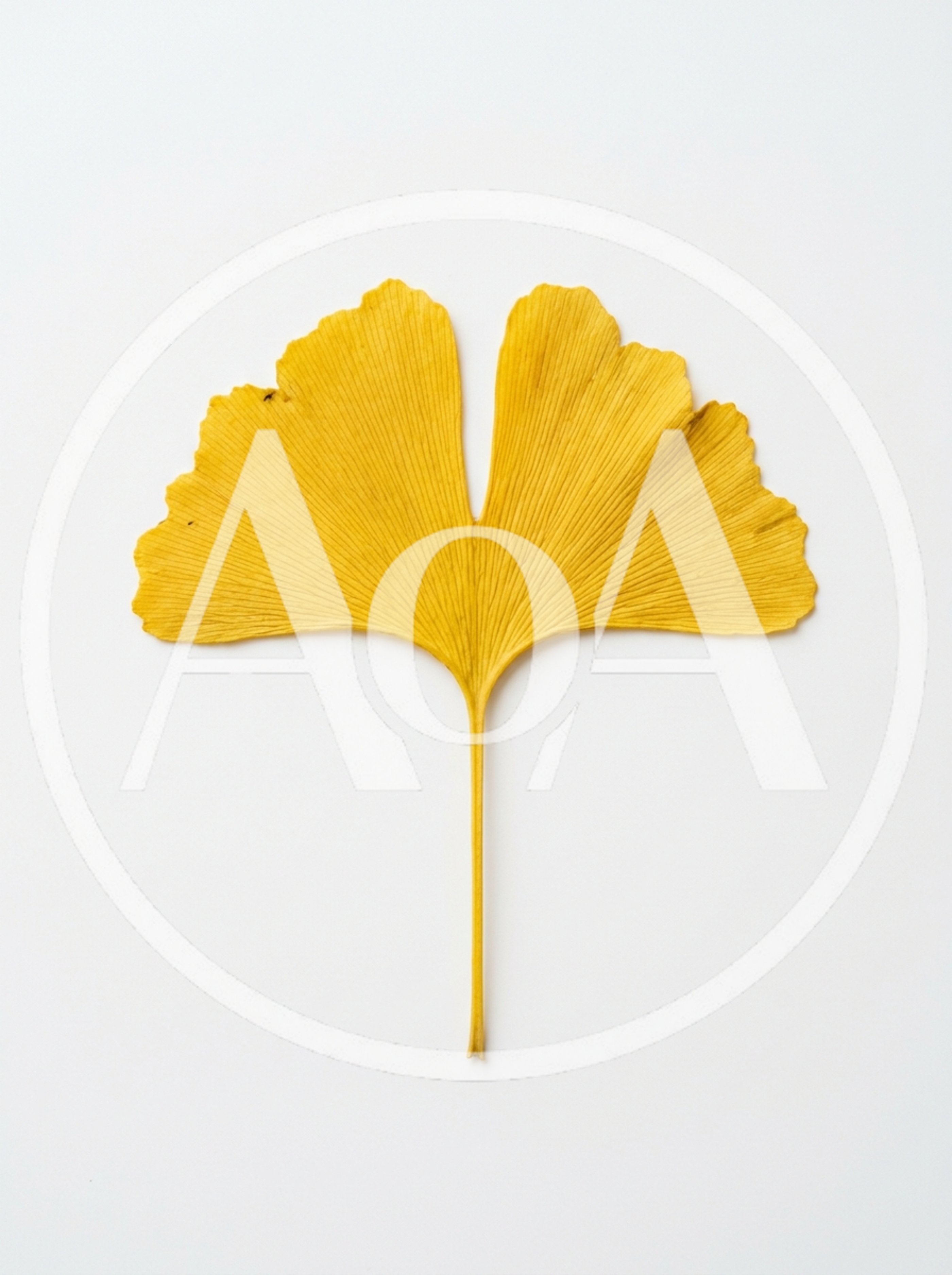 Single Yellow Ginkgo Biloba Leaf