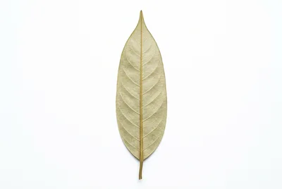 Single Dried Brown Leaf Isolated On White Background