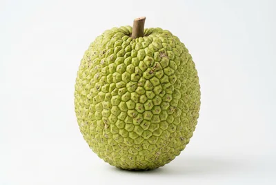 Fresh Whole Breadfruit Isolated On White Background