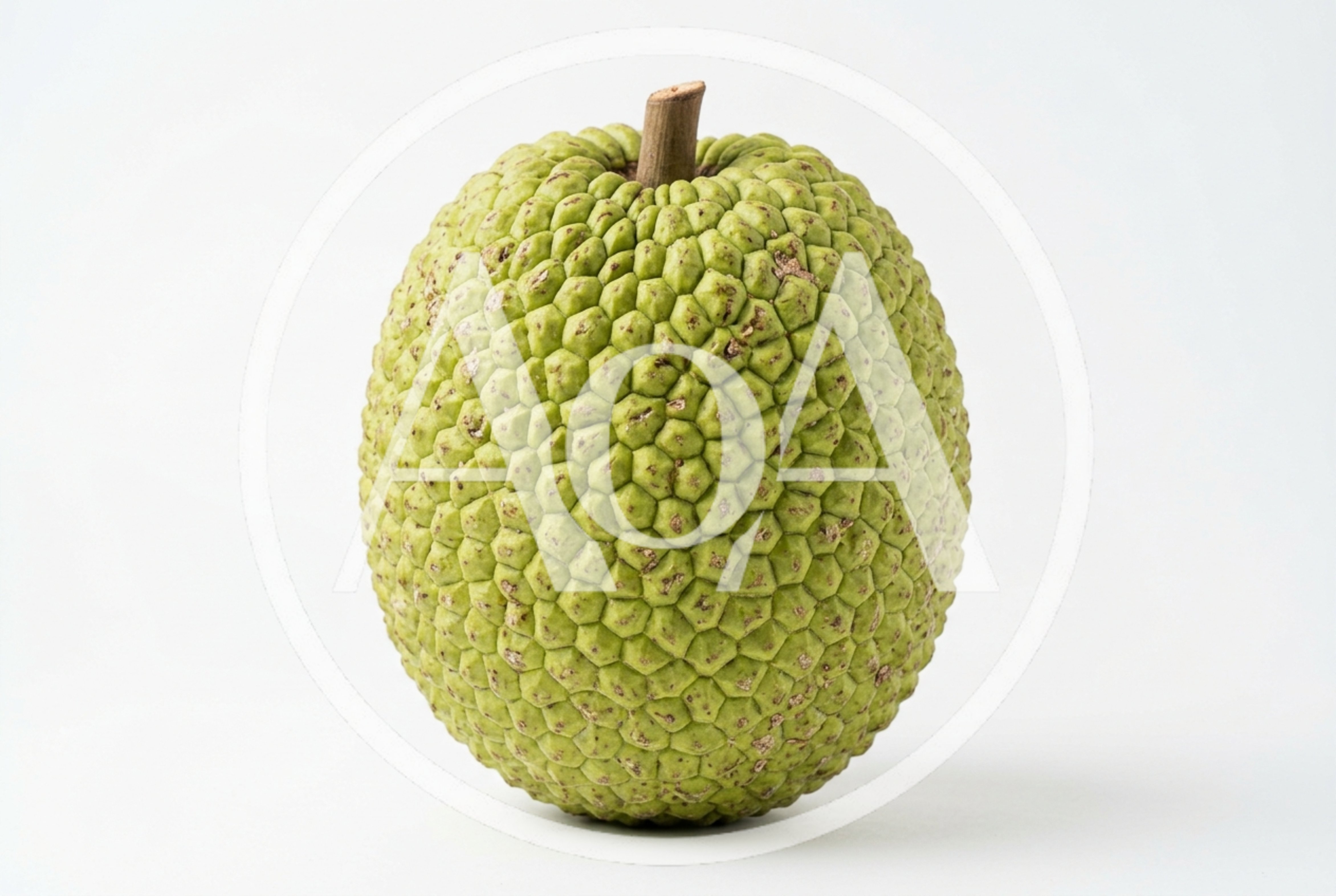 Fresh Whole Breadfruit Isolated On White Background