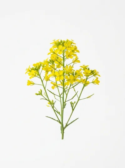 Yellow Rapeseed Flowers Isolated On White Background